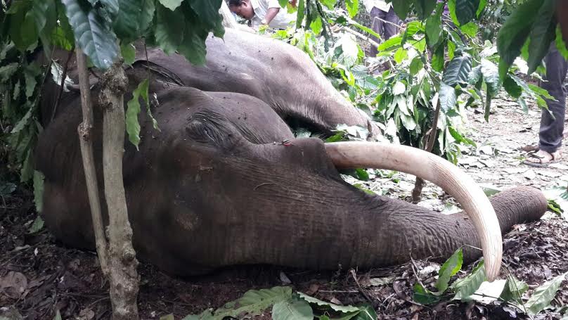 ಮಡಿಕೇರಿ: ಗುಂಡೇಟಿಗೆ ಮೂರು ಆನೆಗಳು ಬಲಿ